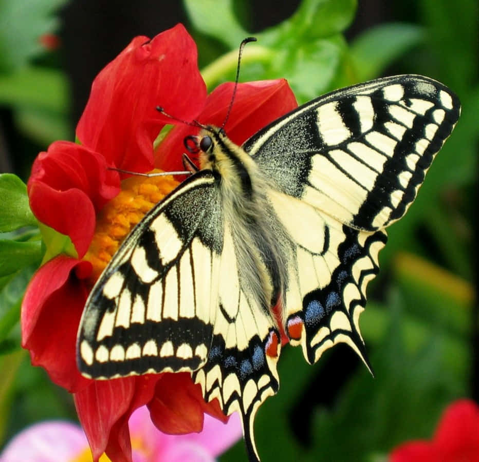 Eingenauerer Blick Auf Einen Wunderschönen Schmetterling