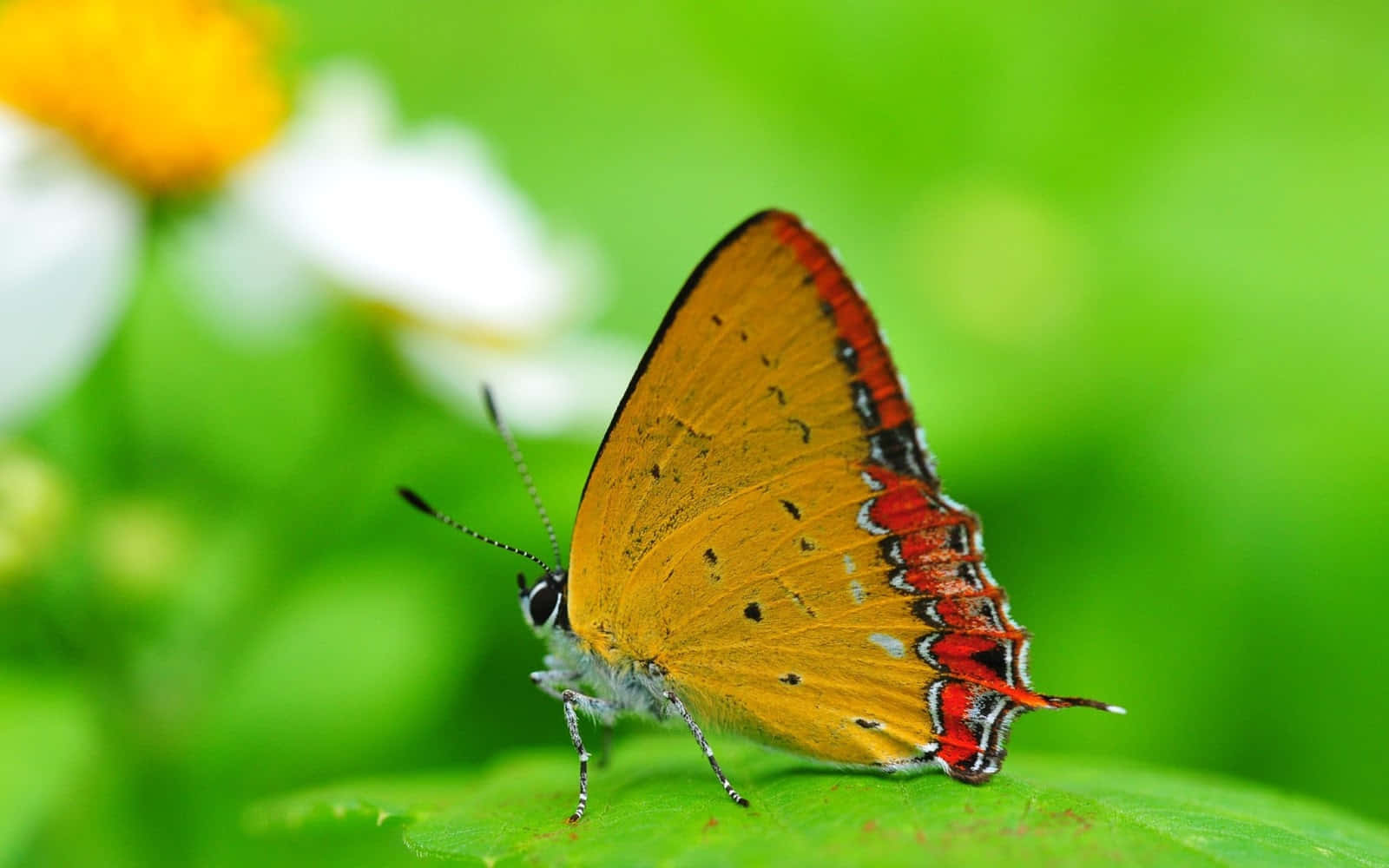 Einenahaufnahme Von Einem Wunderschönen Schmetterling