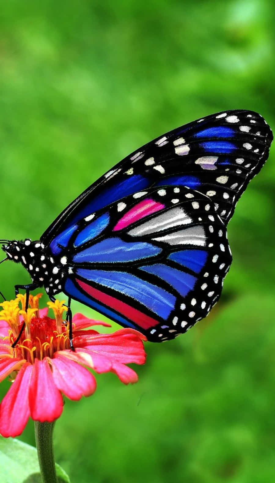 "A colorful butterfly flitting around a vibrant garden"