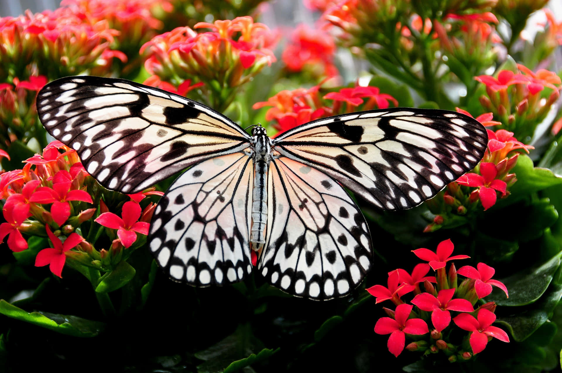 A beautiful butterfly displays its bold colors on a flower
