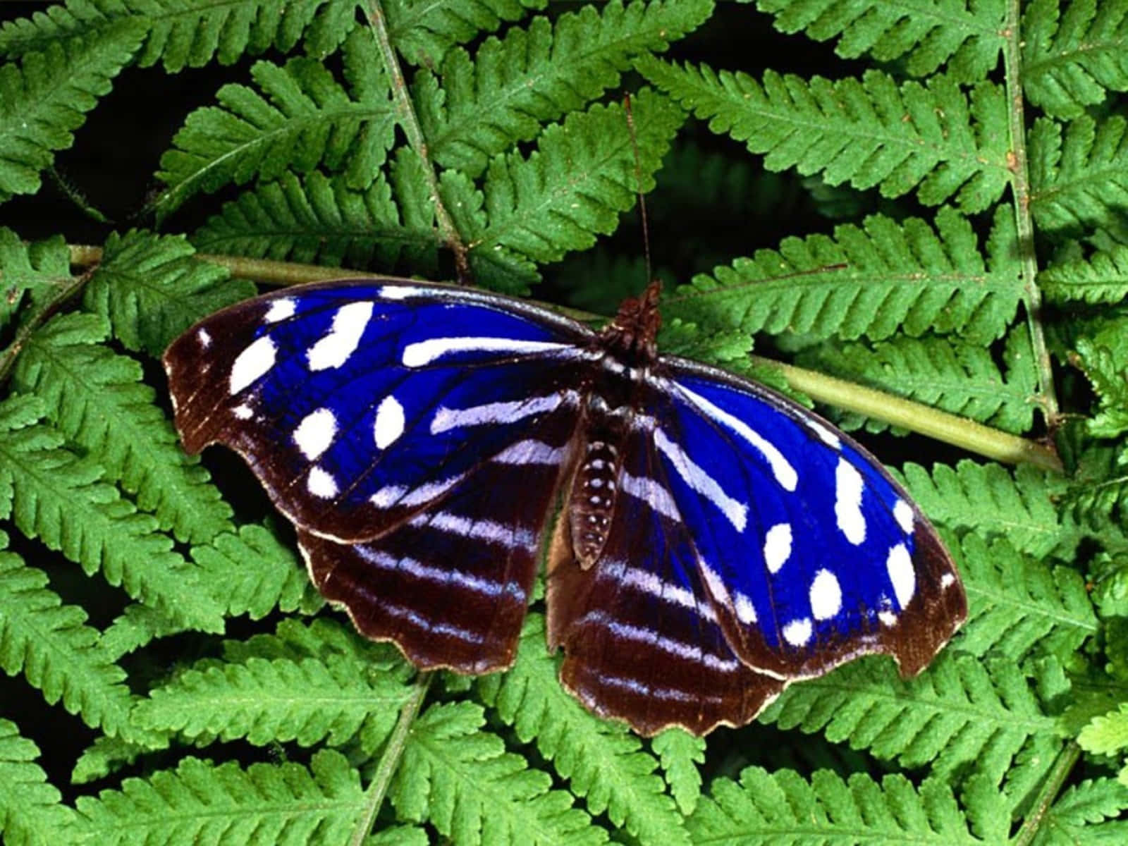 A beautiful butterfly flutters freely in a garden of wildflowers
