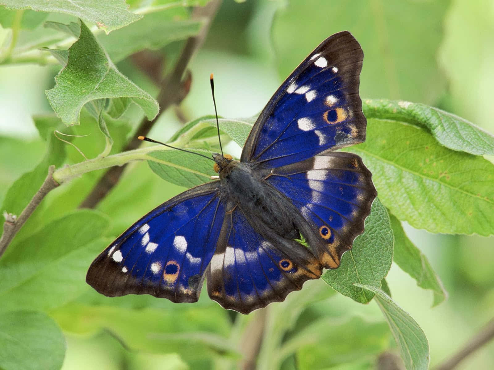 Eineinzigartig Schöner Schmetterling