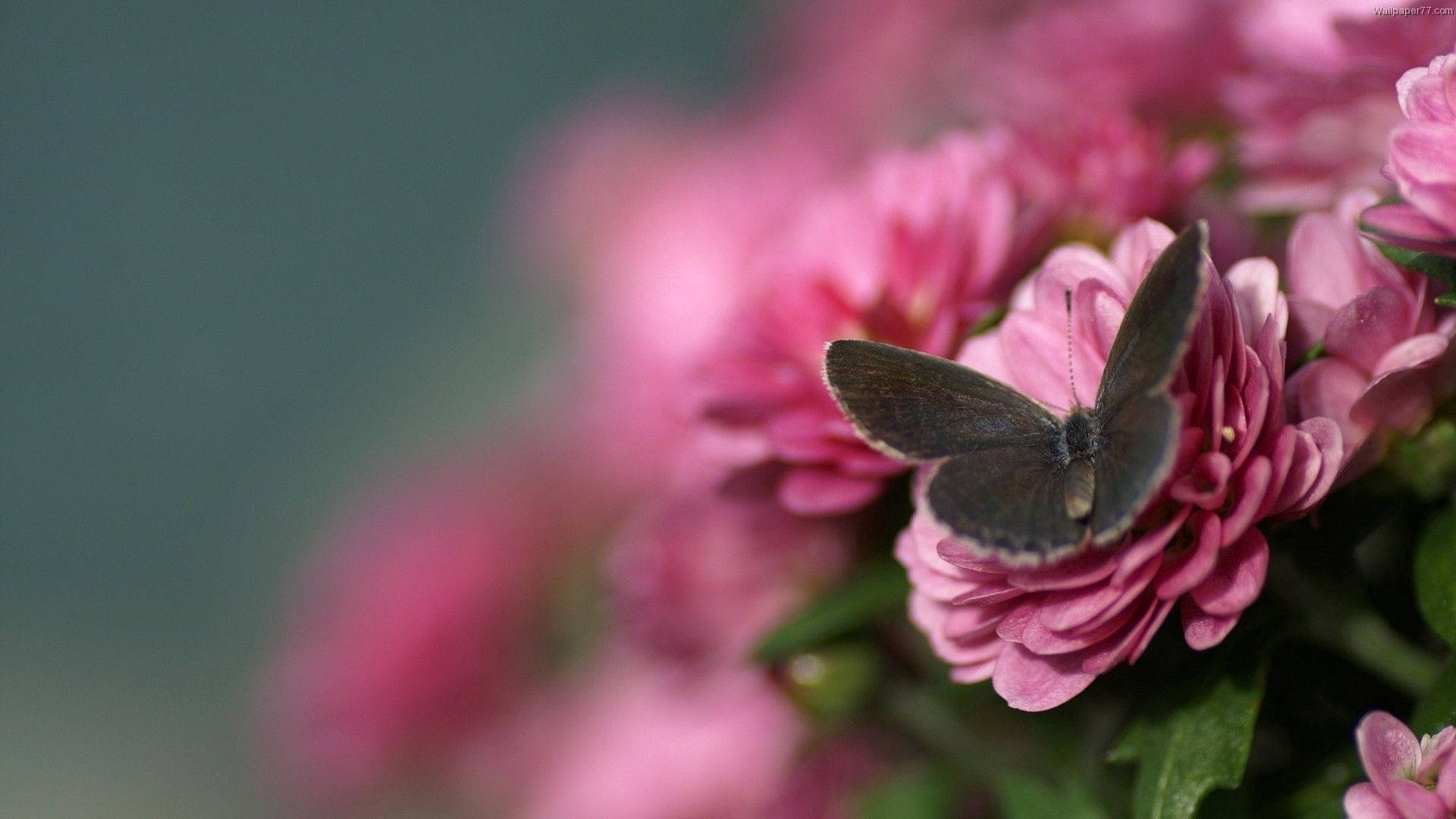 Smukke sommerfugl lyserøde rose floral mønster Wallpaper