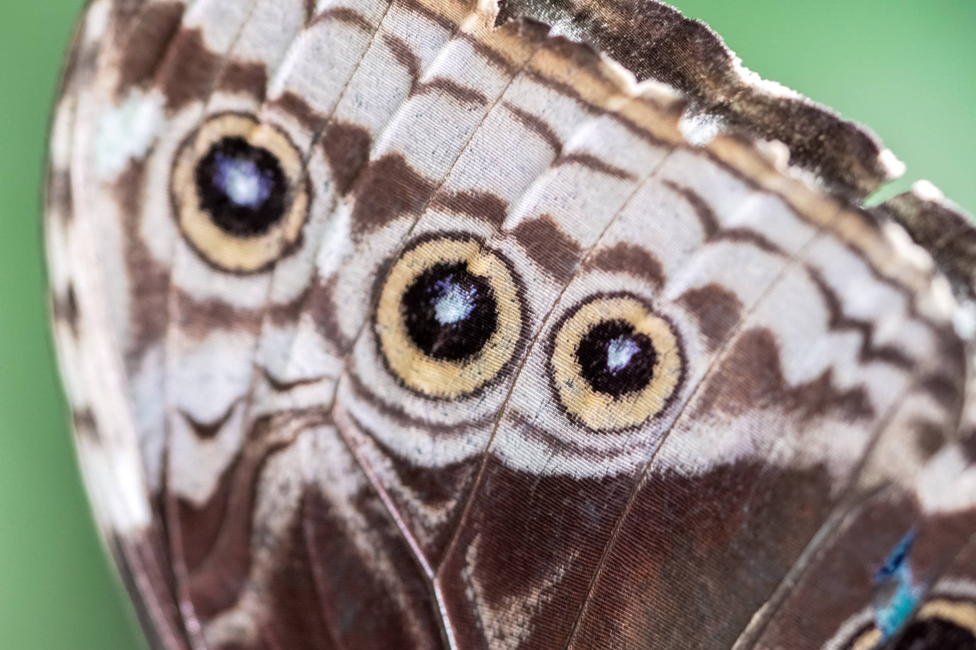 Smukke sommerfuglevinger spredt over et massivt mønster af flekker. Wallpaper