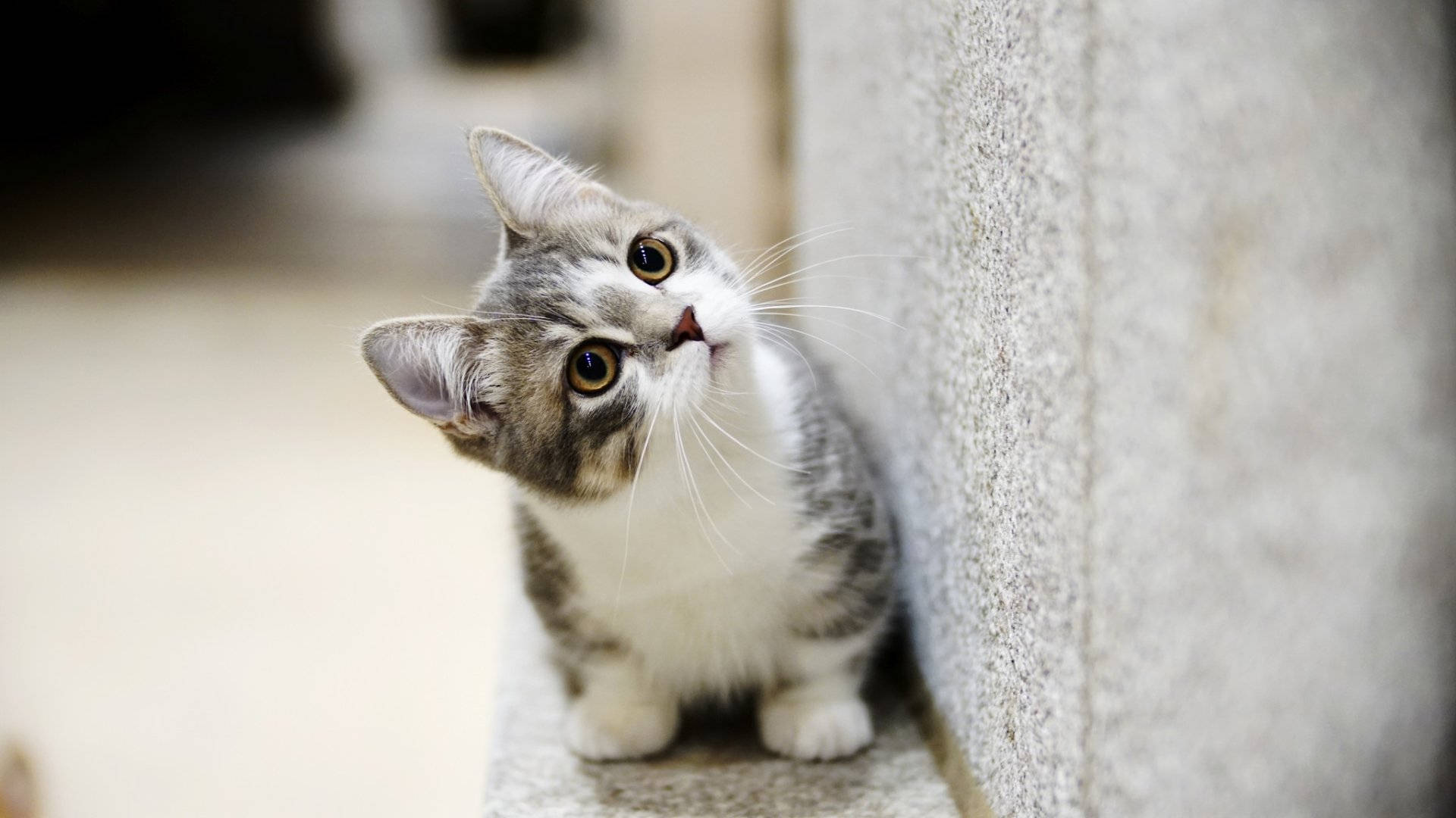 Beautiful Cat Beside Concrete Wall Wallpaper