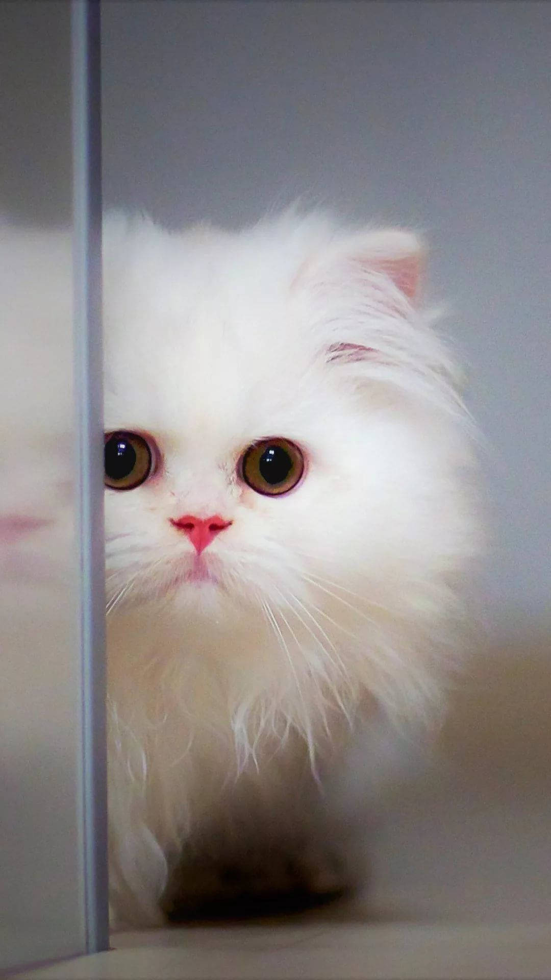 Beautiful Cat Beside Glass Door Background