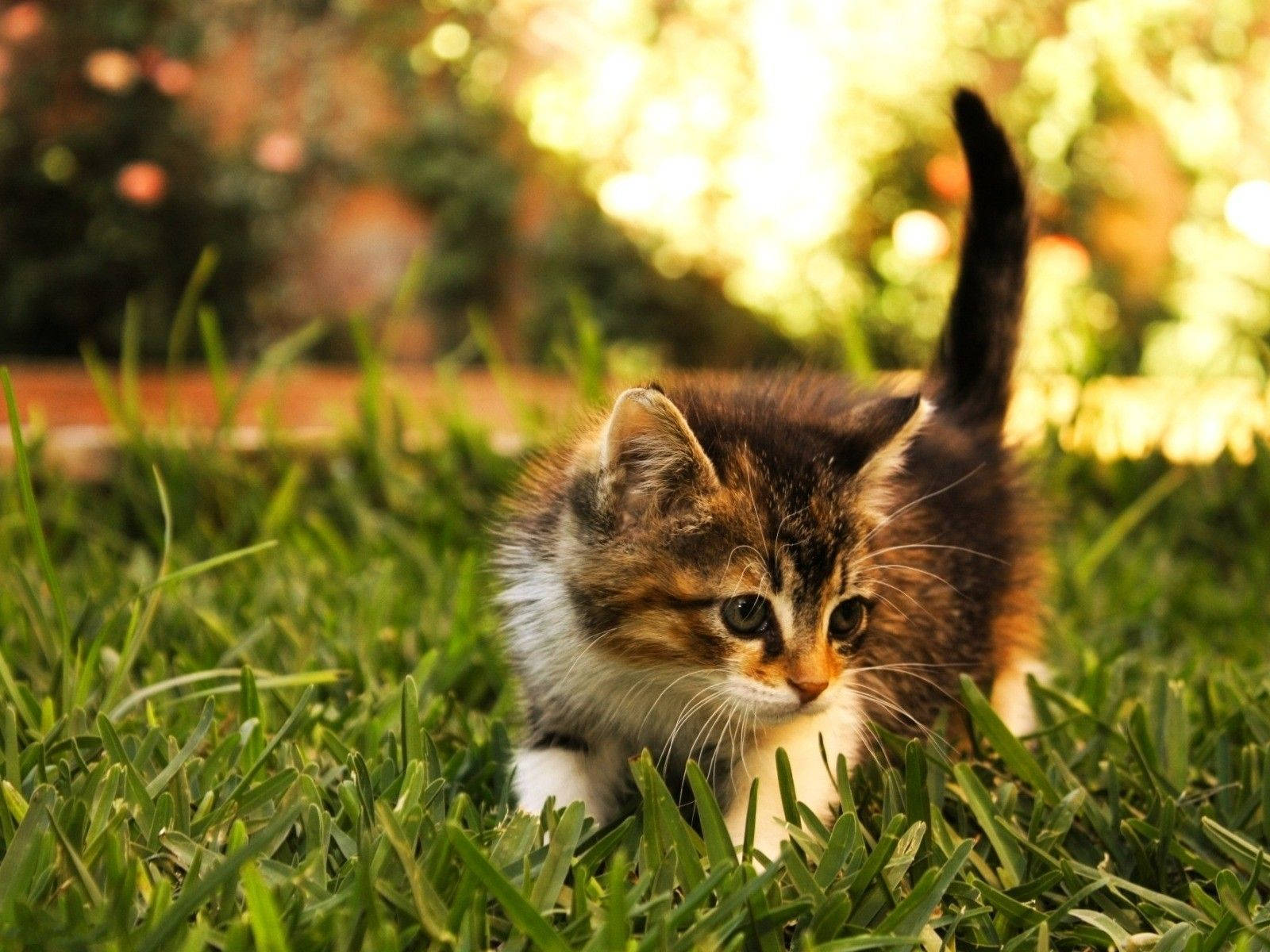 Beautiful Cat In Backyard Background