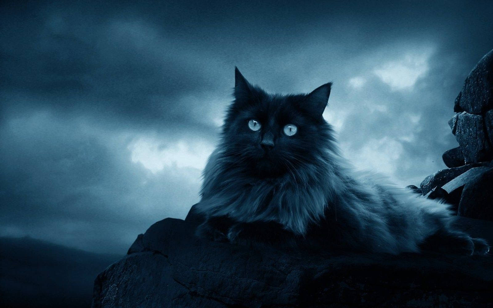 Beautiful Cat In Black Sea Rock Background