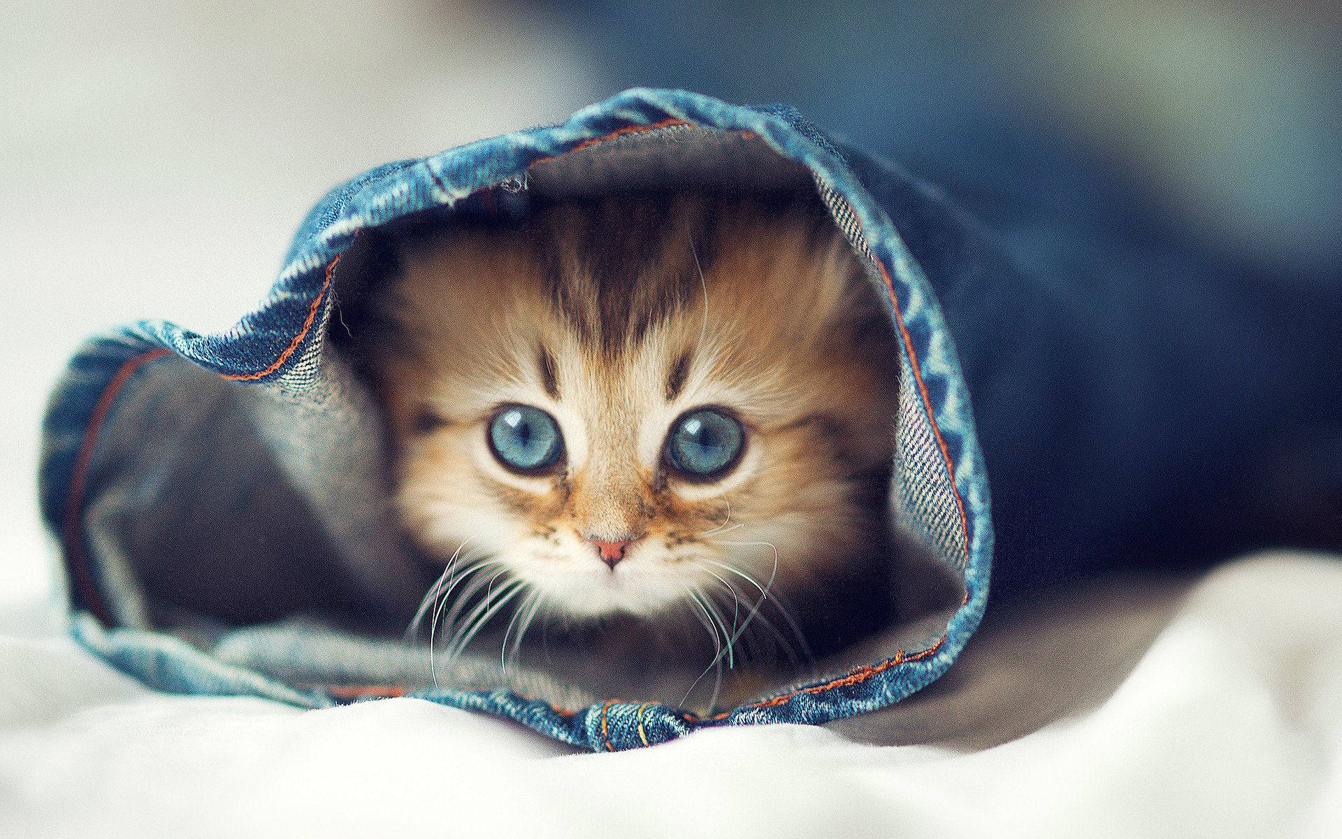 Beautiful Cat In Blue Jeans Background