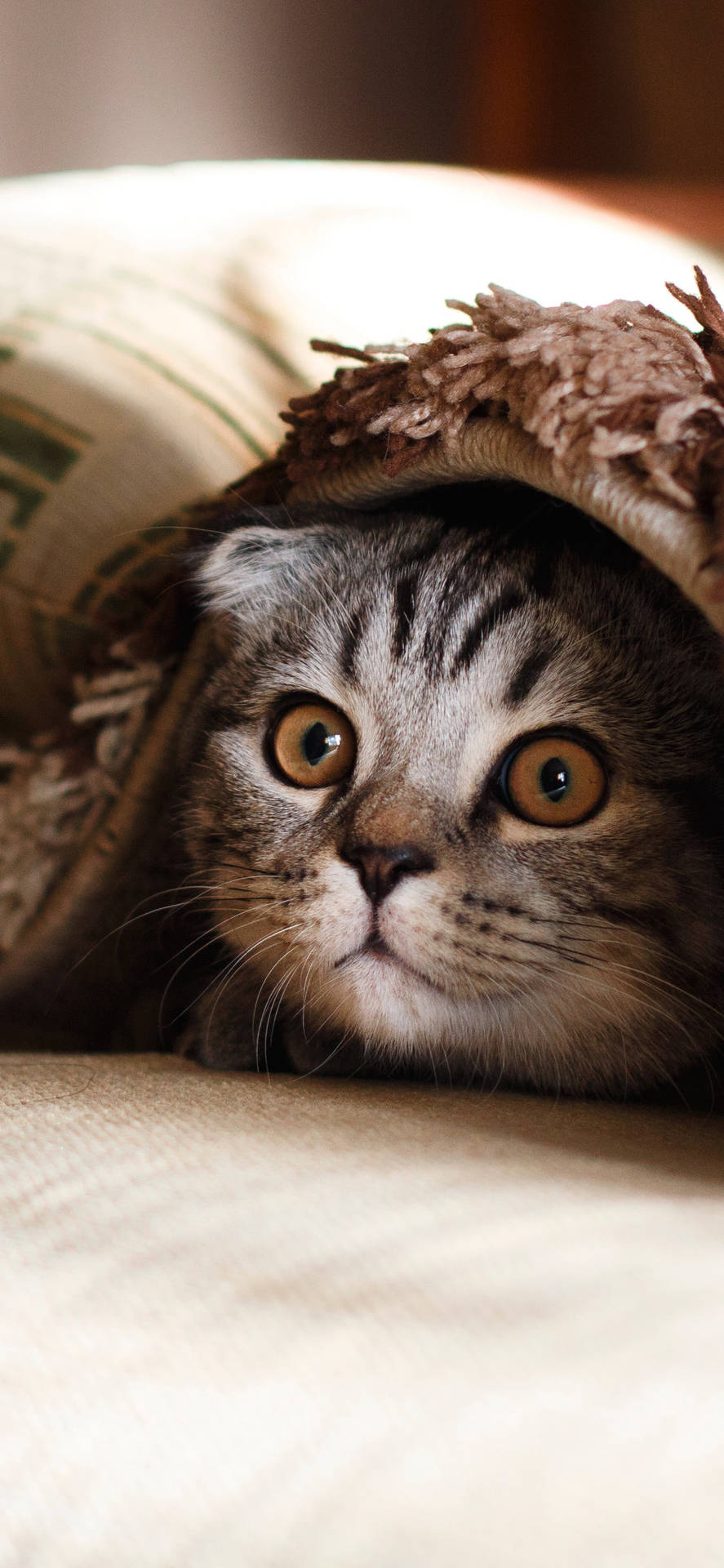 Beautiful Cat In Brown Carpet Background
