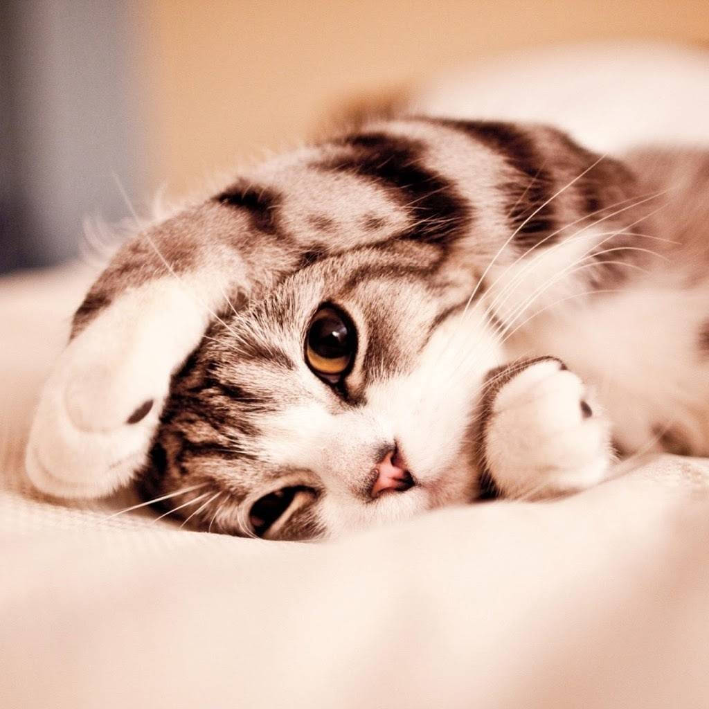 Beautiful Cat In Fluffy Bed Background