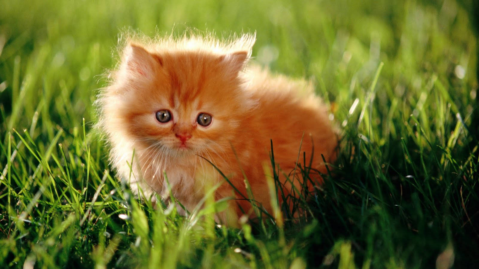 Beautiful Cat In Grass Field Wallpaper