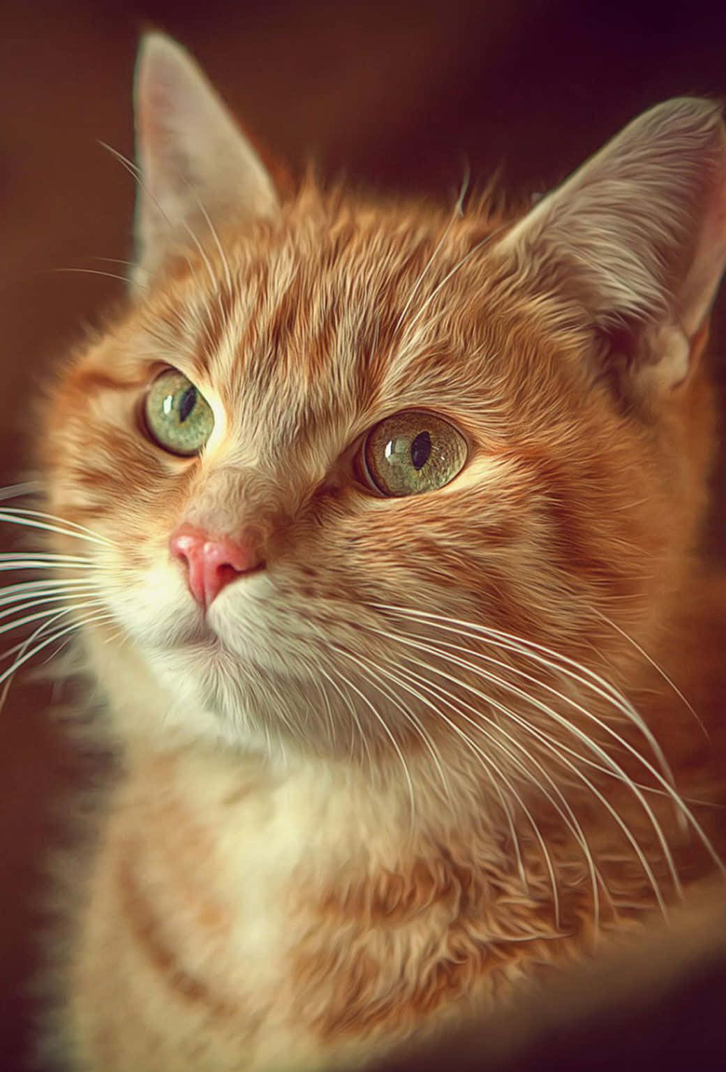 Beautiful Cat Portrait Picture
