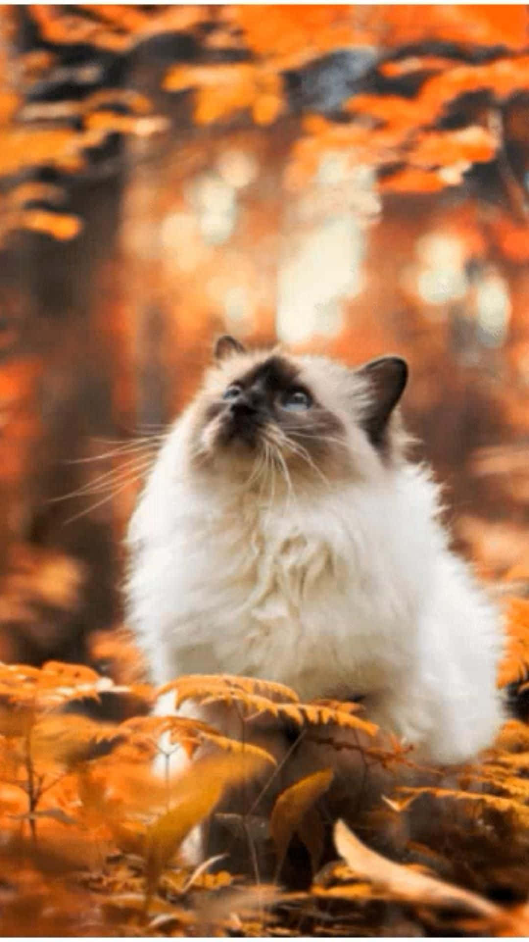 Beautiful Cat On The Forest Picture