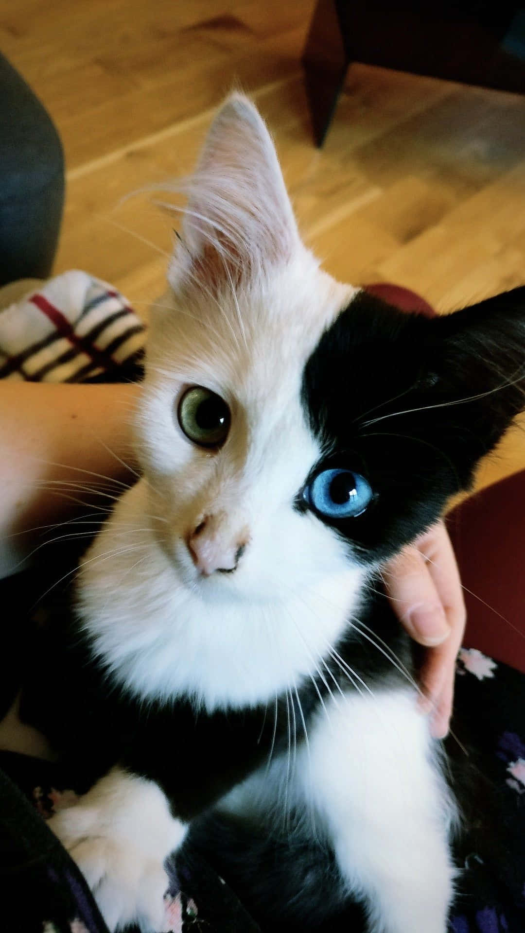 Bellissimaimmagine Di Un Gatto Con Occhi Verdi E Blu