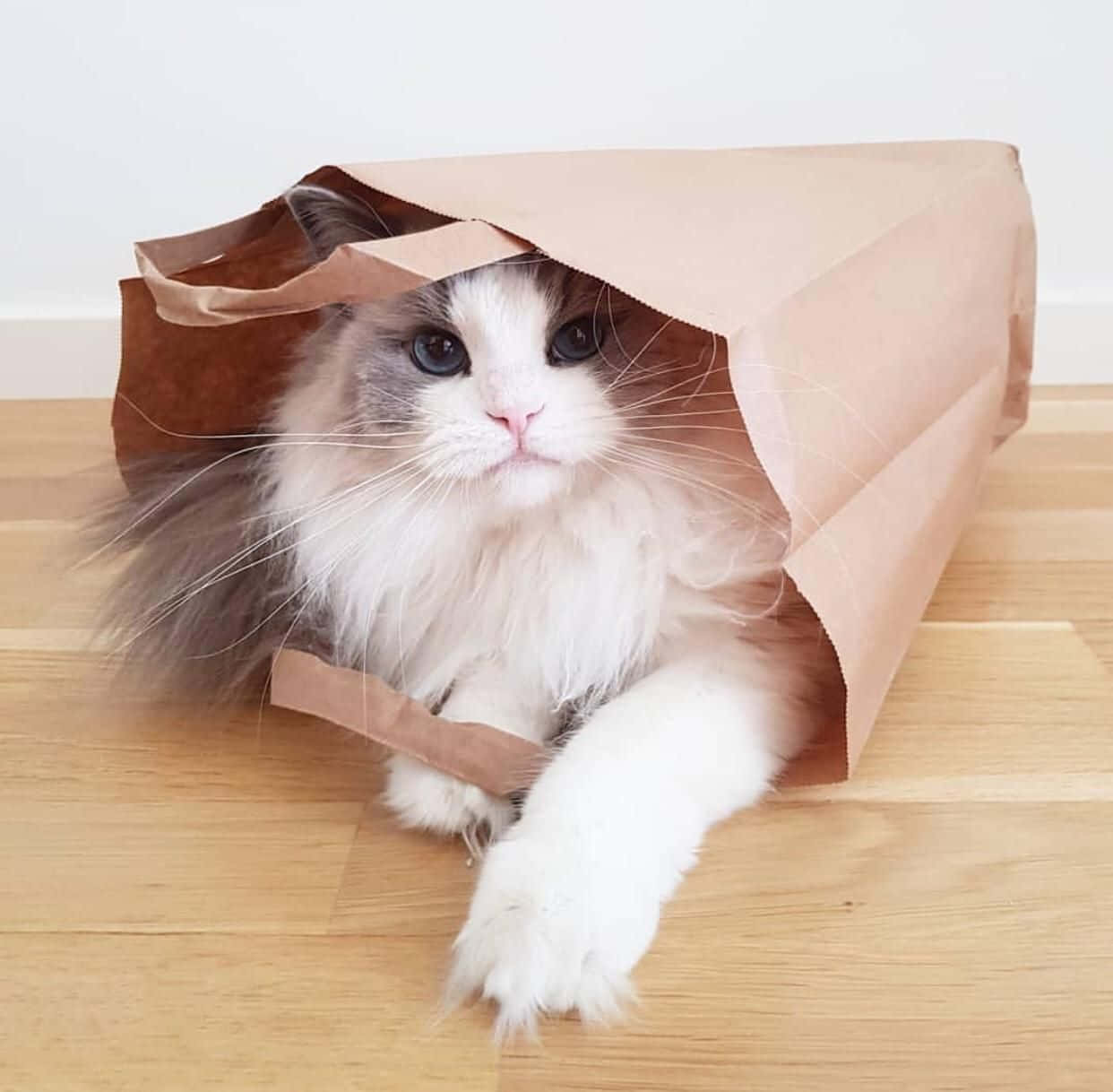 Beautiful Cat Inside A Paper Bag Picture