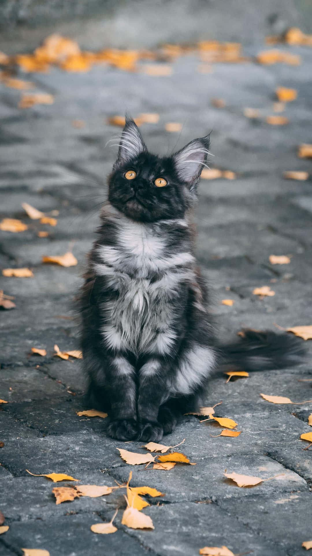 Bellissimaimmagine Di Un Gatto Grigio-nero