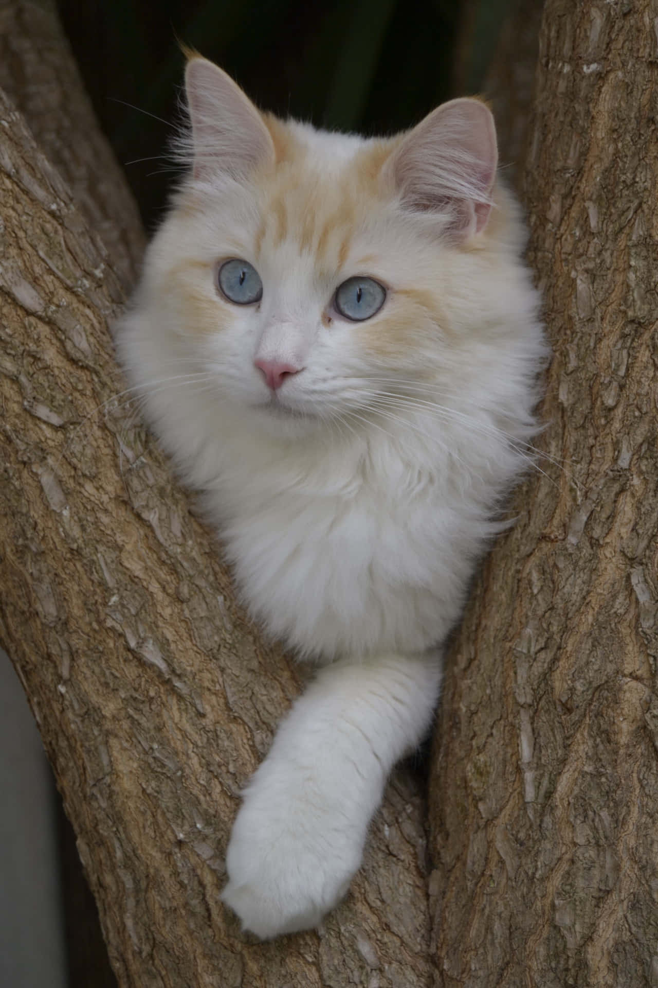Beautiful Cat In Between Branches Picture