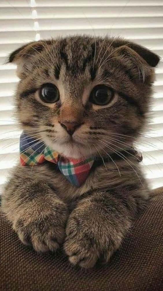 Vackerbild På En Skotsk Vecköra Katt