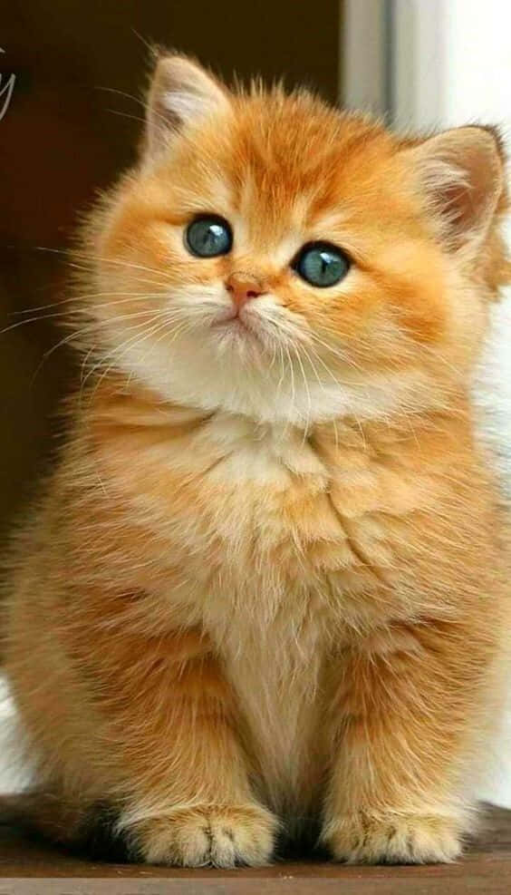 Vackerbild Av En Knubbig Katt
