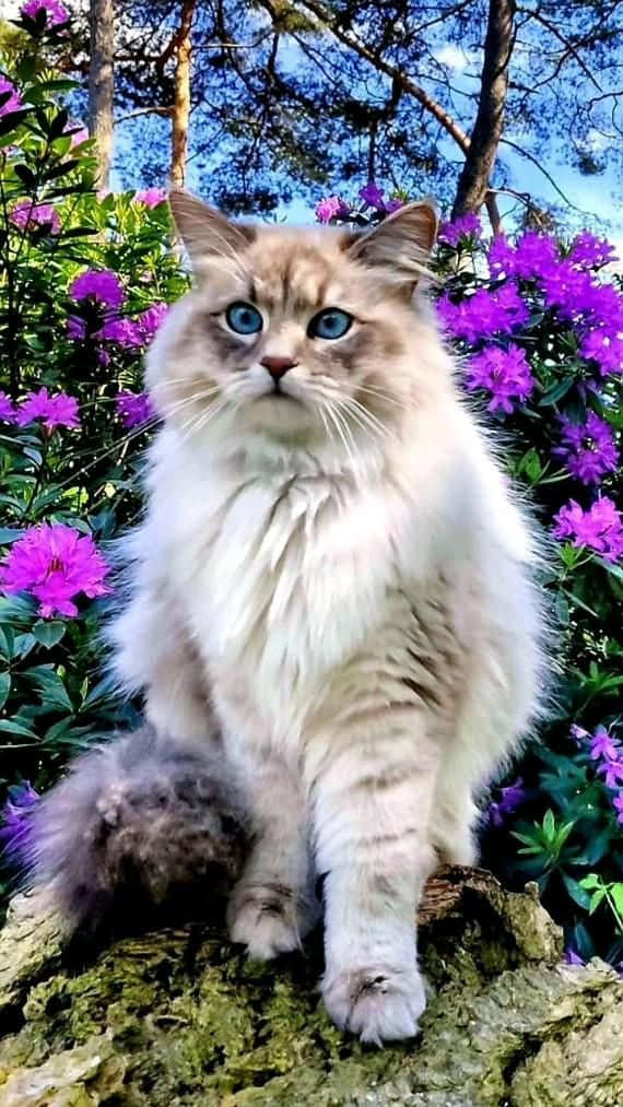 Beautiful Cat On Purple Flowers Picture