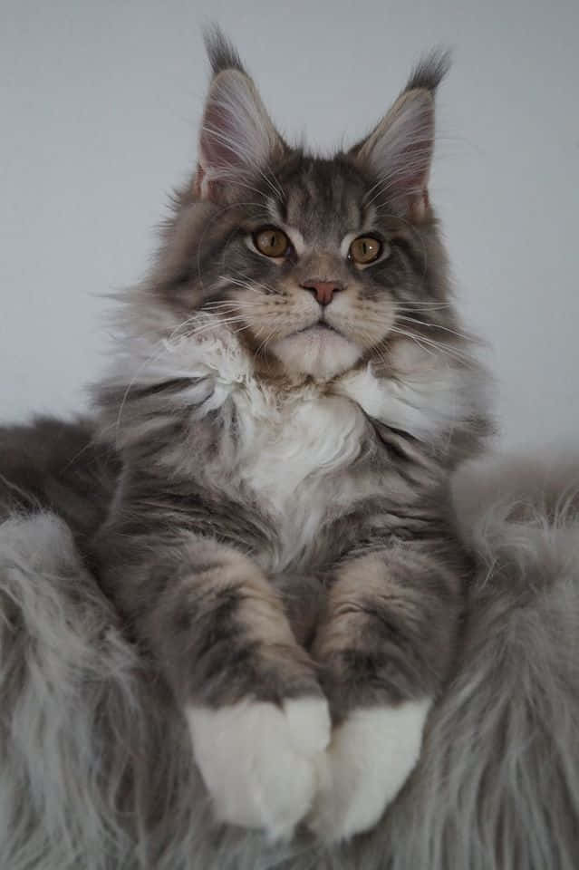 Beautiful Maine Coon Cat Sitting Picture