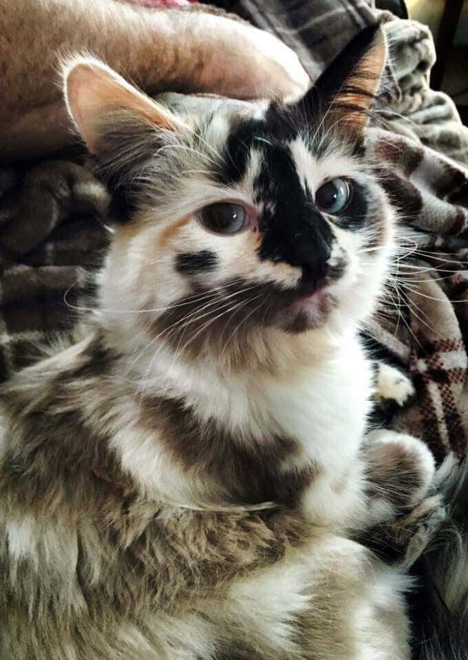 Beautiful Calico Cat Picture