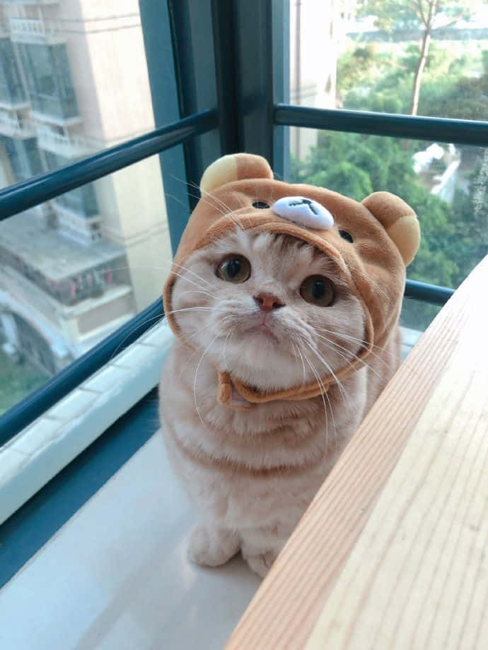 Beautiful Cat Wearing Hat Picture