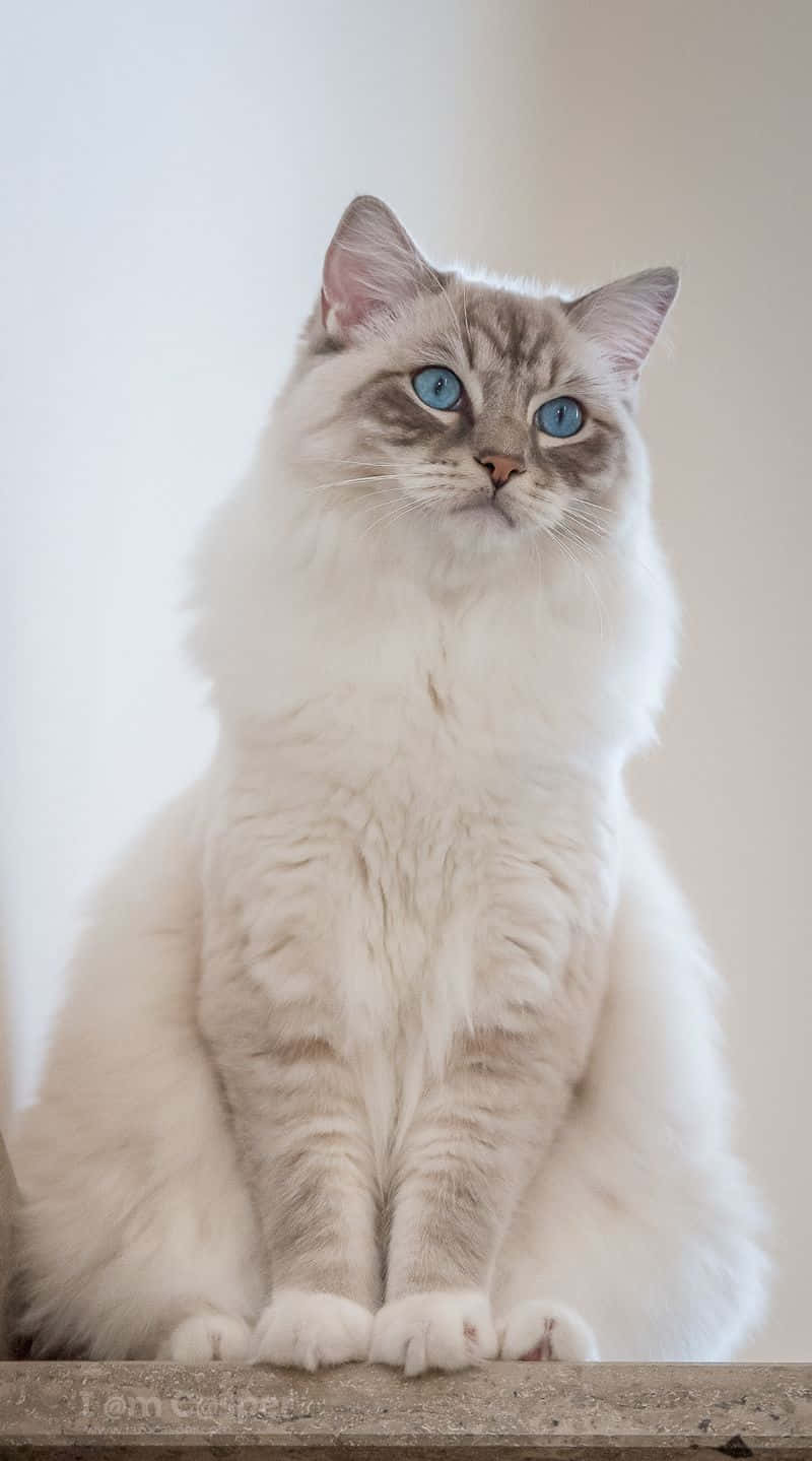 Serene Beauty: A Strikingly Gorgeous Feline Friend
