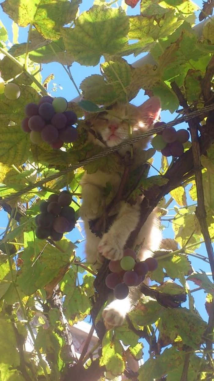 Beautiful Cat On Grape Vines Picture