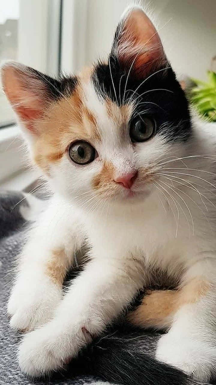 Vackerbild På En Trefärgad Katt