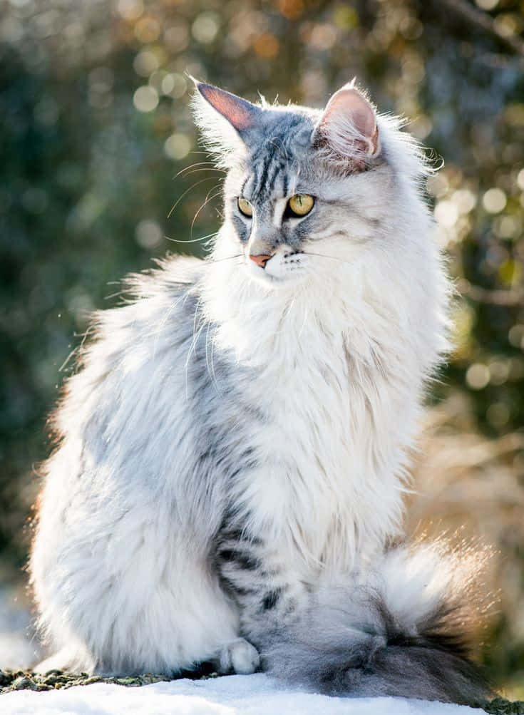Beautiful White Furry Cat Picture