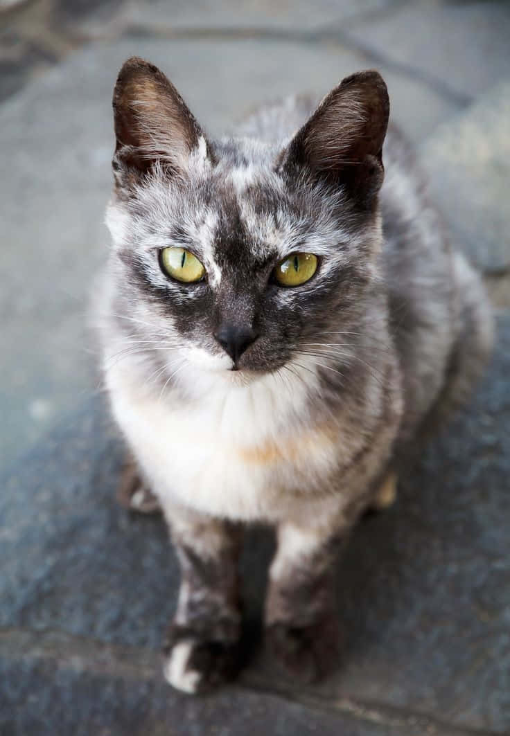 Beautiful Stray Cat Picture