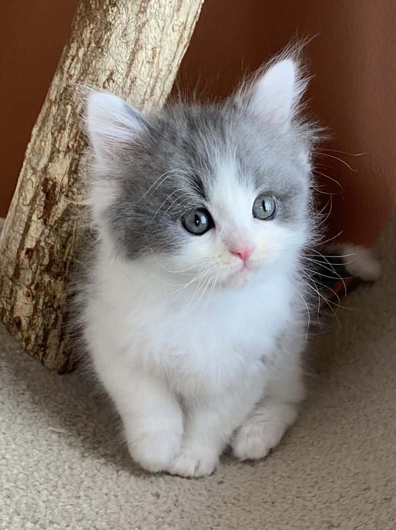 Beautiful Grey-Head Cat Picture