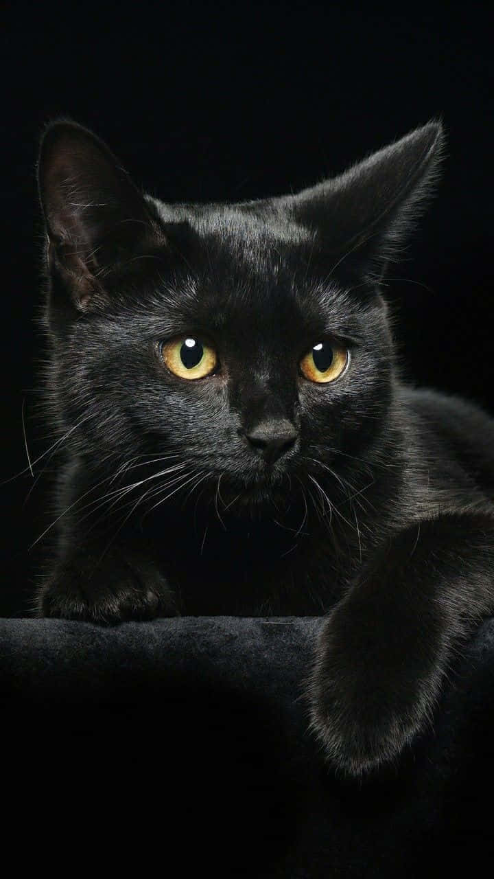 Beautiful Black Cat With Yellow Eyes Picture