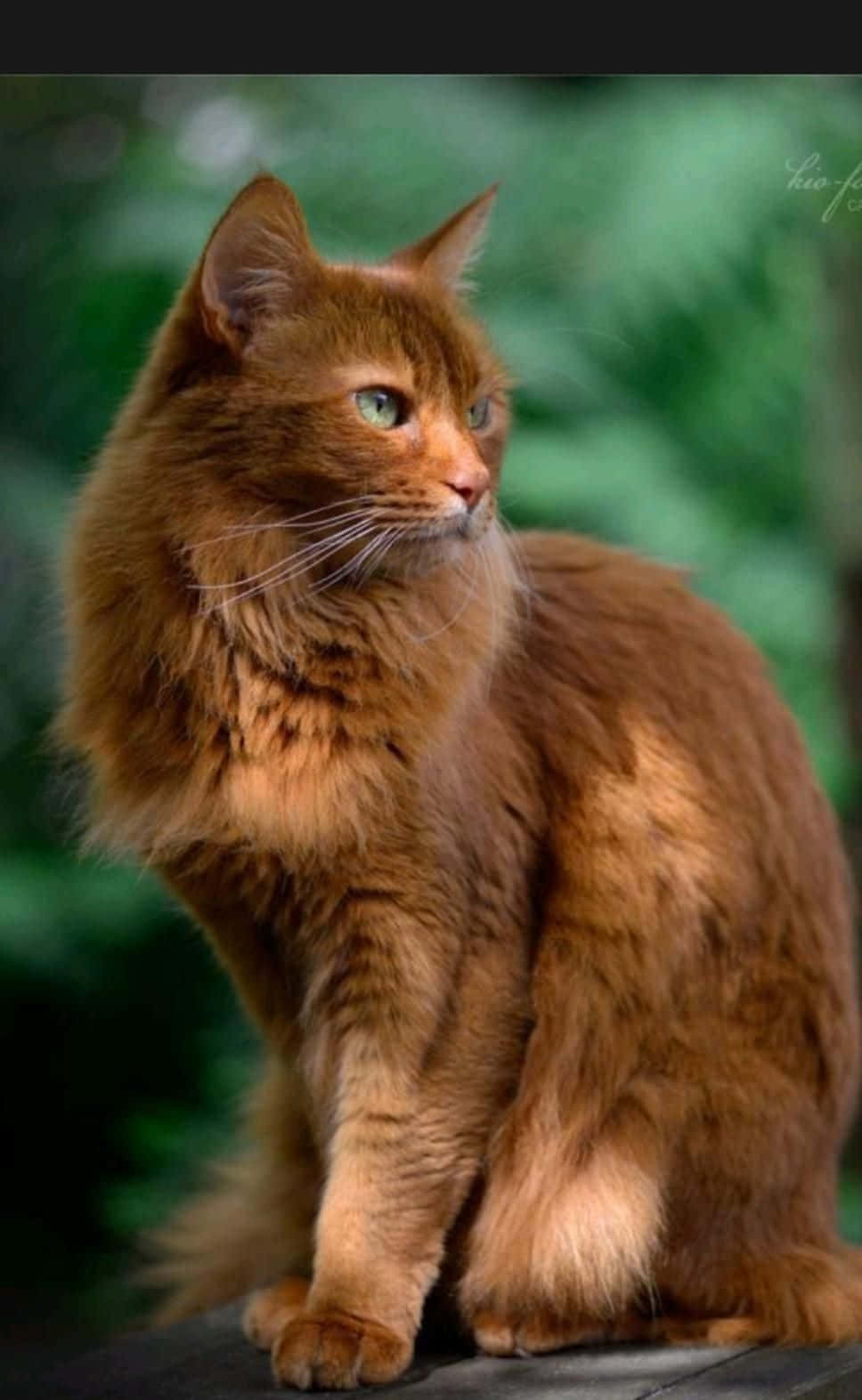 light brown fluffy cat