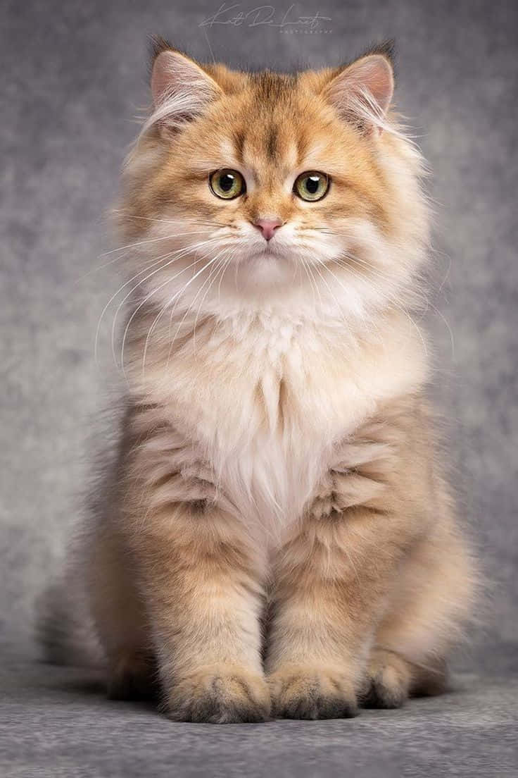 Bellissimaimmagine Di Un Gatto Color Marrone Chiaro