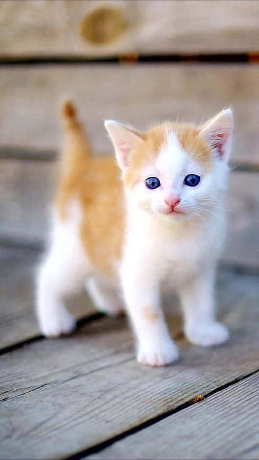 Beautiful Kitten Cat Picture