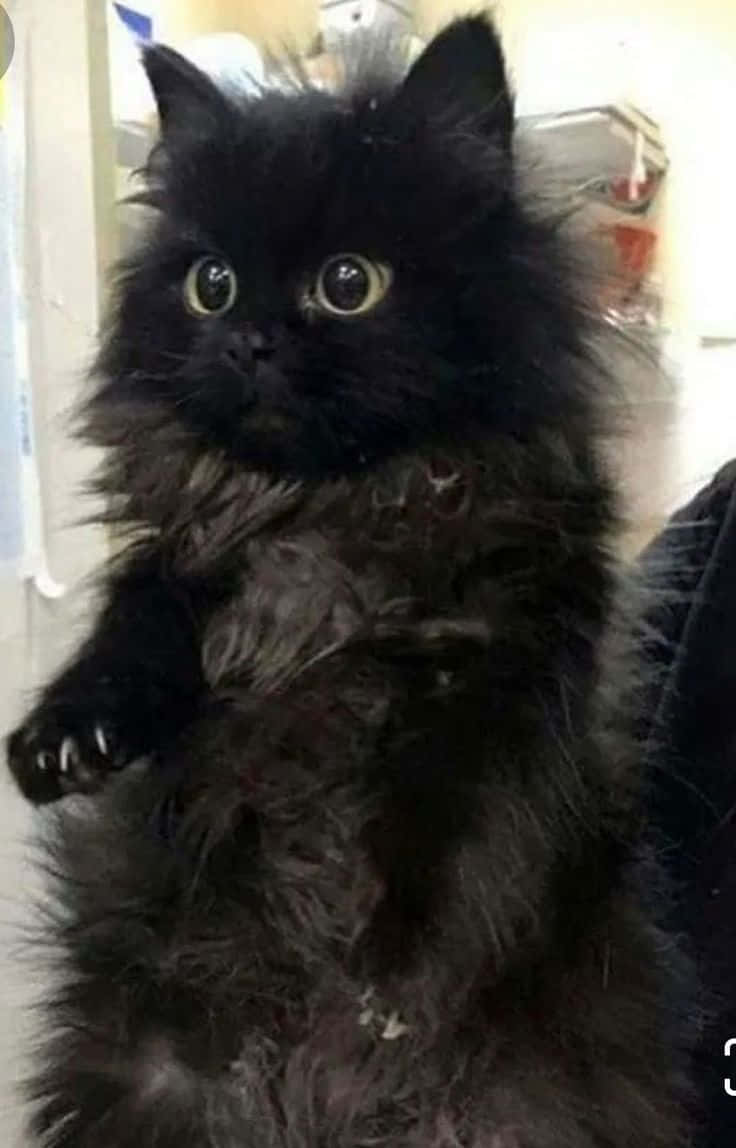 Beautiful Black Cat Picture