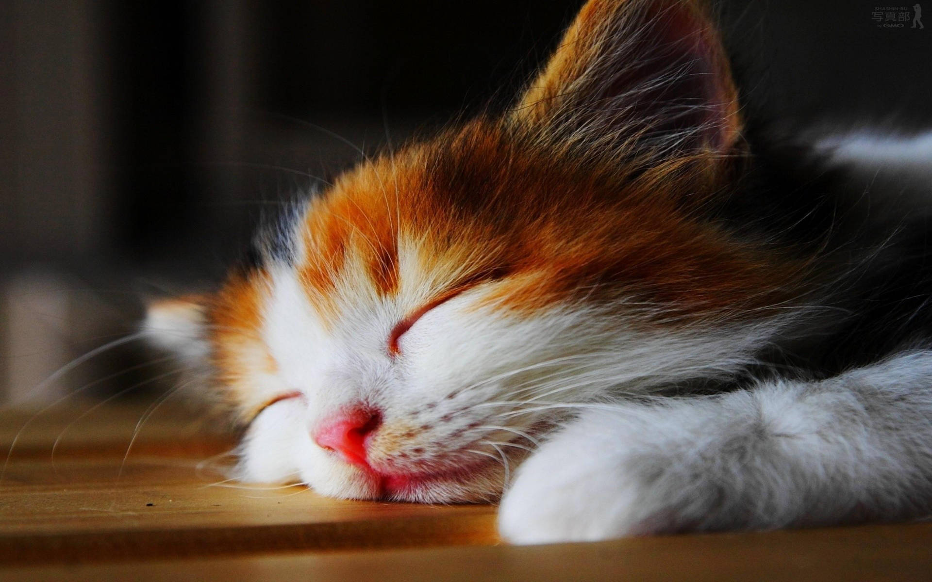 Beautiful Cat Sleeping On Table Background