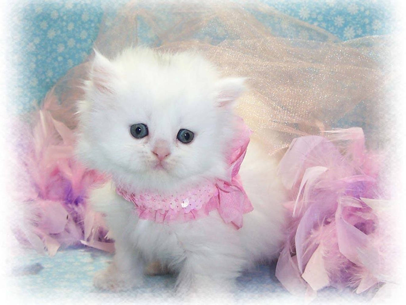 Beautiful Cat With Pink Neck Ribbon Wallpaper