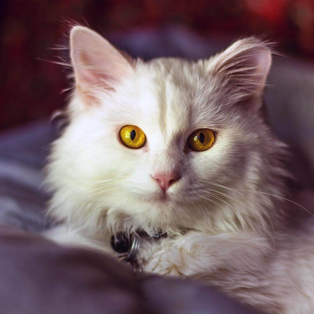 Beautiful Cat With Yellow Eyes Background