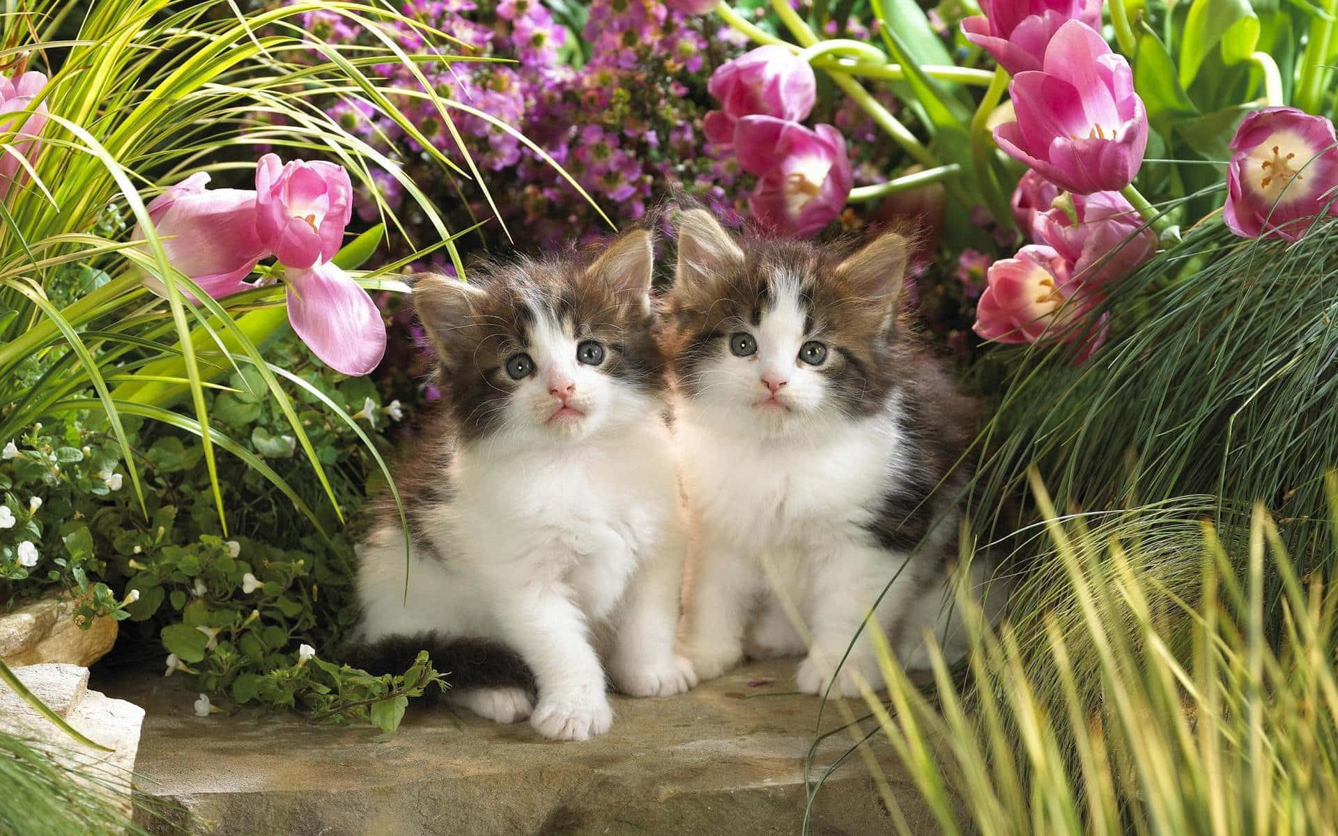 Two Beautiful Cats Cuddling"