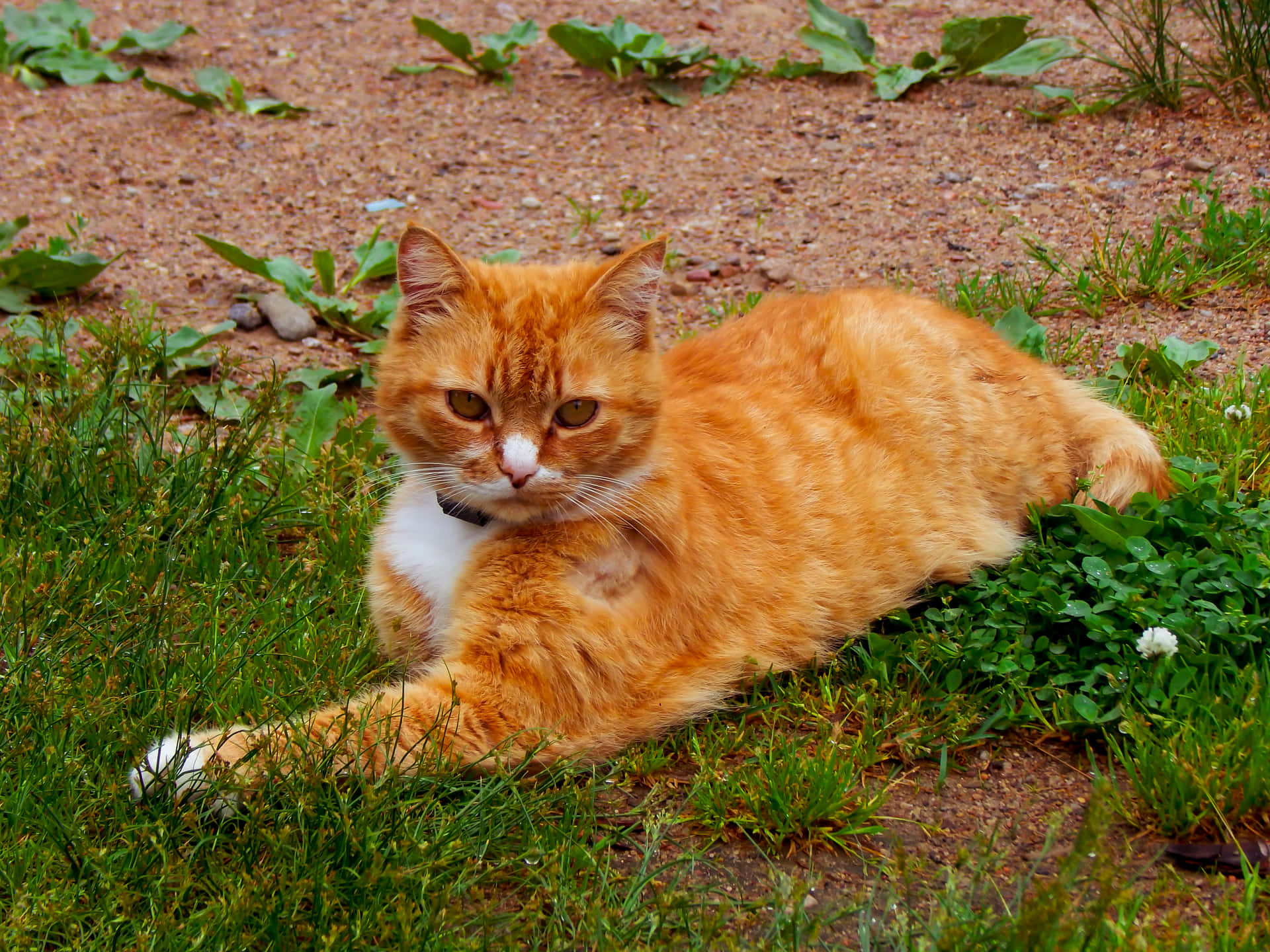 Tosmukke Katte Forundres Over Naturens Skønhed.