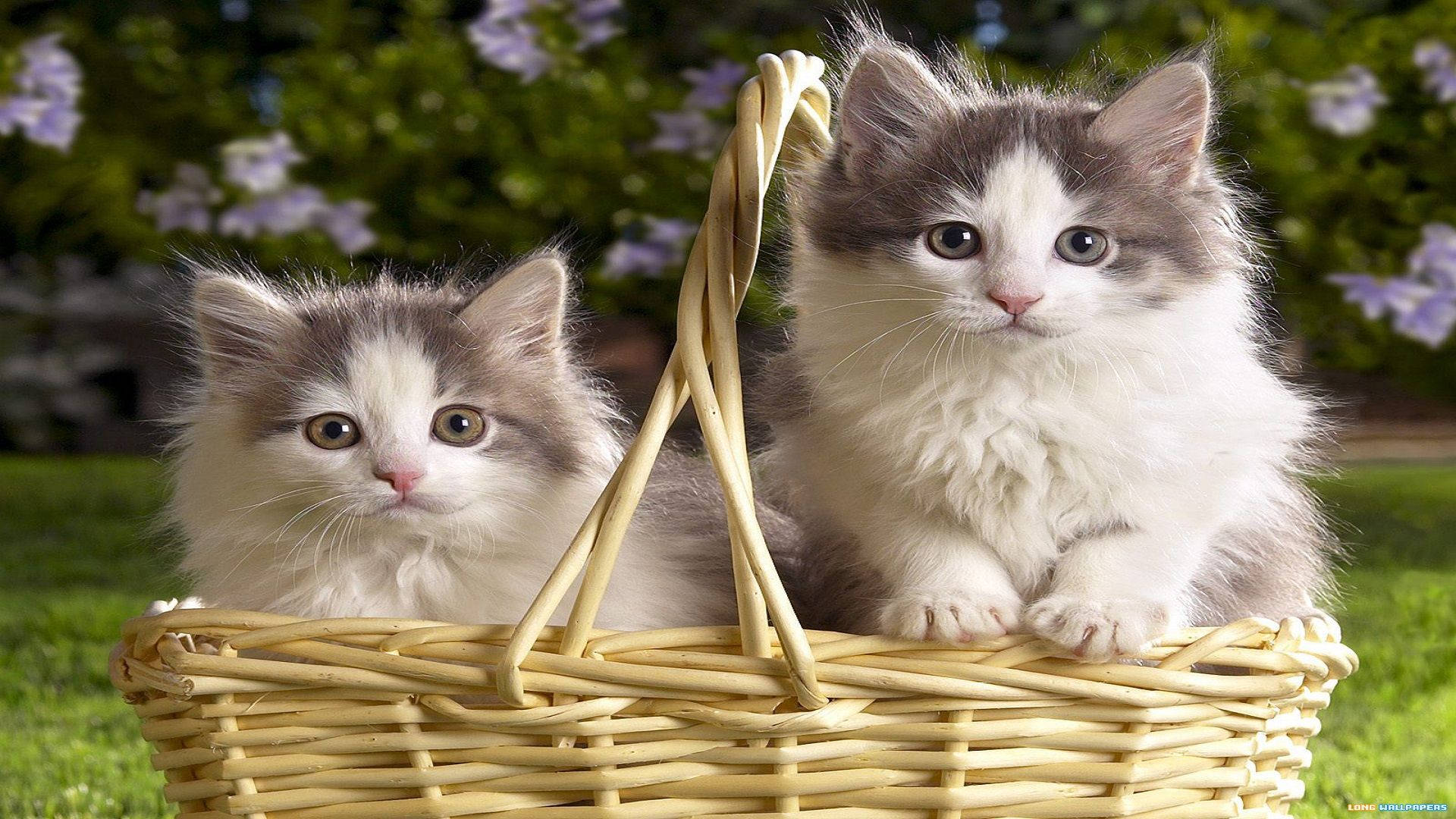 Beautiful Cats In Fruit Basket Wallpaper
