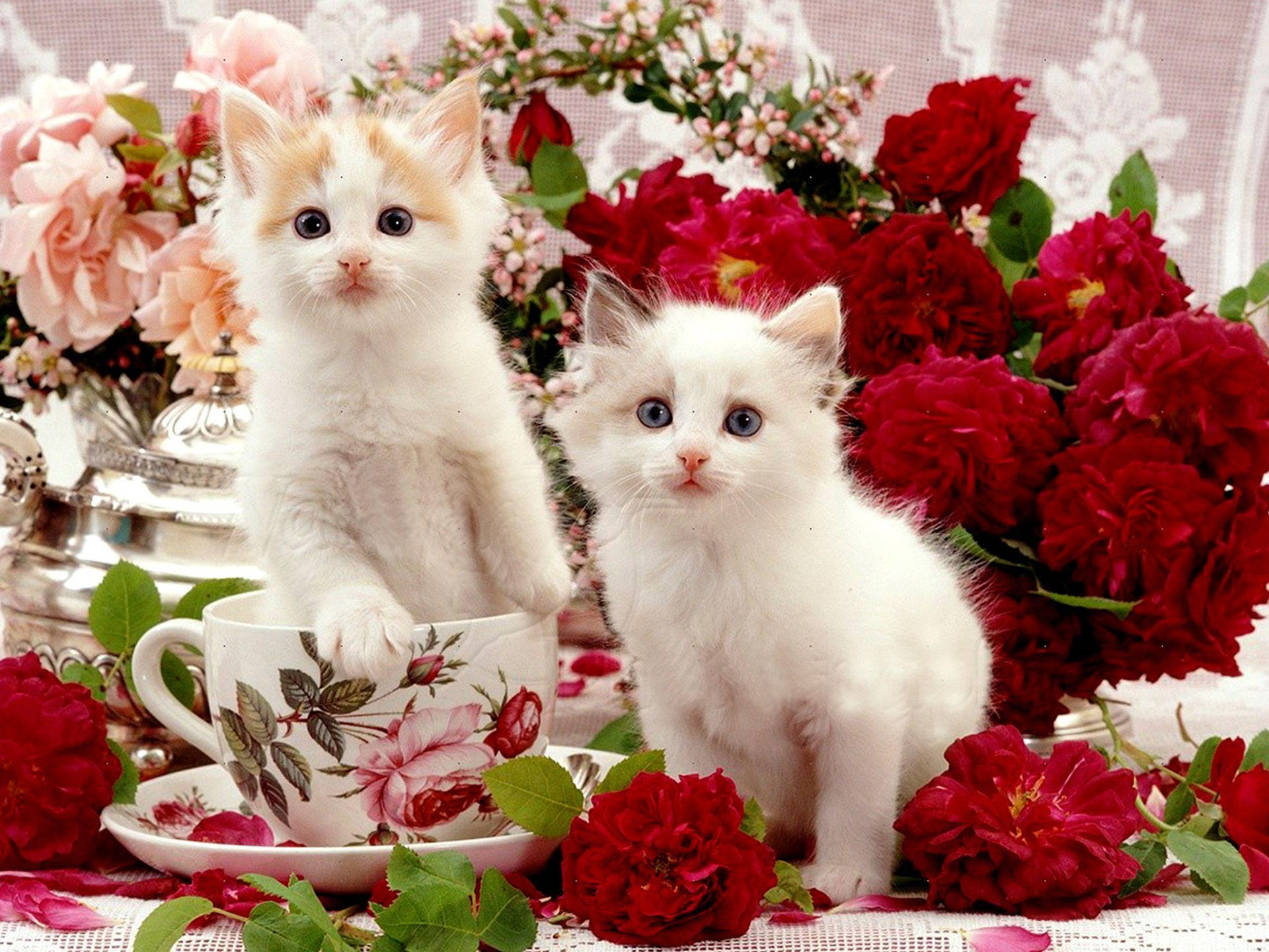 Smukke katte på bordet med blomster Wallpaper