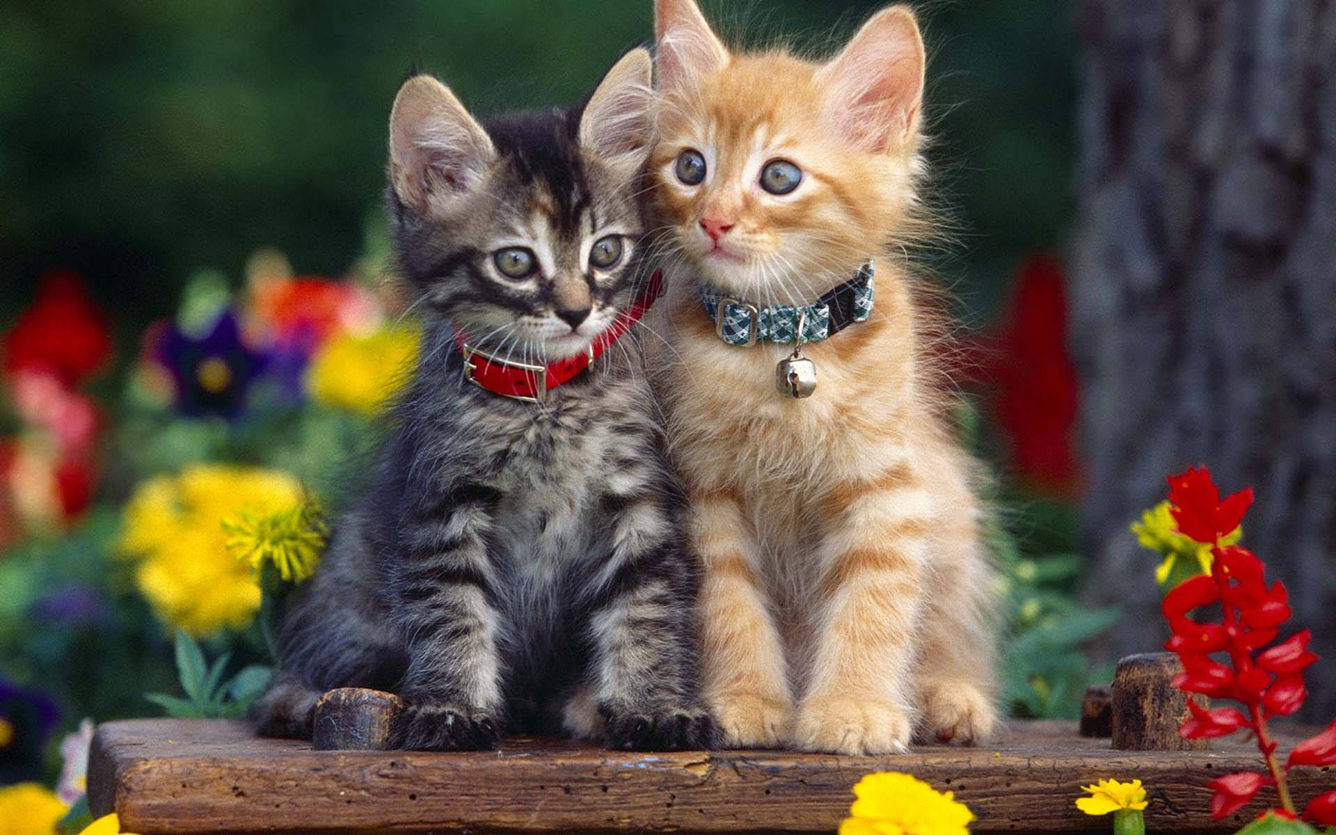 Beautiful Cats On Wooden Bench Background