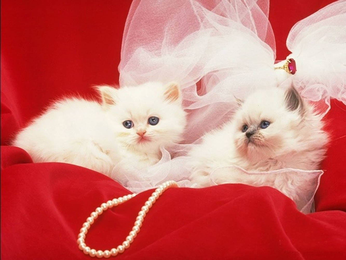 Smukke katte med hvide perlehalskæde begrænset af blomsterruller Wallpaper