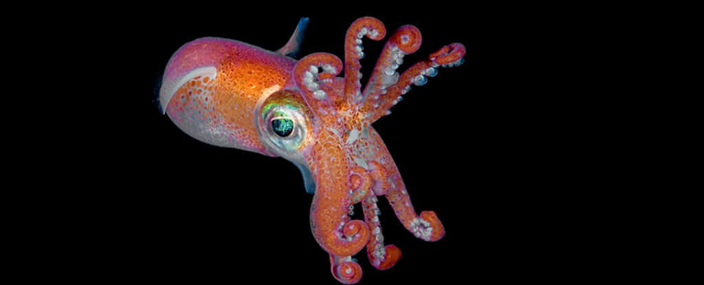 Beautiful Cephalopod In Deep Sea Wallpaper