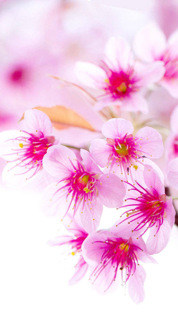 Beautiful Cherry Blossoms Tumblr Iphone Wallpaper
